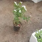 مشتل تنسيق حدائق