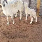 تم البيع شاه حريه رغوث معها طلي عمره حول شهر
