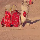 اجار جمال خيول ركبي ابوني
