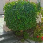 تقليم اشجار وتكريب أشجار وشنطن