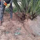 نخل. وشبك جميع المقاسات