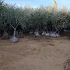 اشجار زيتون مثمر تبوك