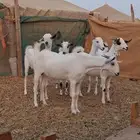 جفار صنف الصنف كحل وعفر
