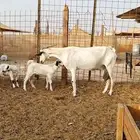 عنز بيشيه كحلا صنف الصنف