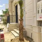 يوجد الدنيا جميع انواع انخيل زينه واشنطن الفلل وستريحه