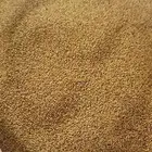 للبيع بذور برسيم ساحلي