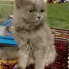 الدودامي