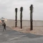 زراعة نخيل