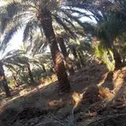 مطلوب مزرعة نخيل لليجار اوبنصيفه مقابل عملها