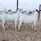 معزاء بيشيات صنف الصنف