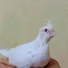 فرخ كروان البينو