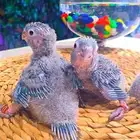 فروخ بلو شيك ب (( 700 ريال ))) تم البيع