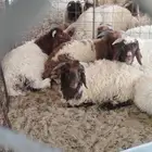 يوجد الدين. ذبيح نعيمي. جمله وفردي الموقع بقيق سعر زين