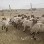 حلاق غنم مكينه جزاز صوف غنم مكينه خبره أكثر من عشر أعوام
