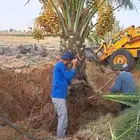 نخل مثمر للبيع بجميع انواعه ومقاساته المختلفه