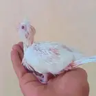 فرخ كروان يقبل الغر