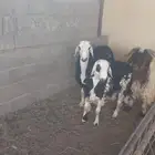 للبيع خروف نعيمي جذع عمره 10 شهور مقفل شحم وا
