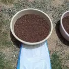 الحنطة السوداء و الشوفان والبر والشعير