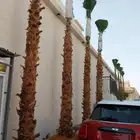 نخل واشنطني زينه _ نخل عربي ثمره