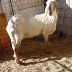 سلام عليكم اعرض لكم رخل درماني