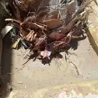 لجميع أعمال النخيل والواشنطني
