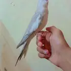 فرخين كروان أليفه جدا