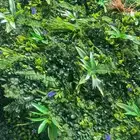 عشب جداري اعشاب جداريه بالجمله