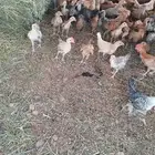 دجاج اللبيع