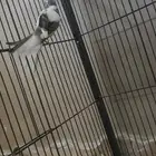 كناري مغرد منتج للبيع