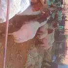 جزاز غنم ماكينة