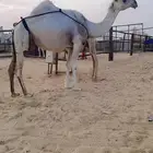 خلفه وضحاء حدرها قعود