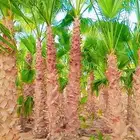 نخل واشنطنؤا زينه