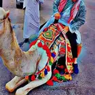يوجد لدينا جميل وخيول الجيار وسيسي