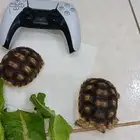 سلاحف سولكاتا العمر 1سنه