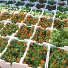 مشاتل الرياض حى الملقا ابو مالك