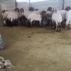 حلاق غنم ضرما المزاحمية