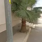 للبيع نخل واشنطن عدد 10 يتراوح أطوالها من مترين