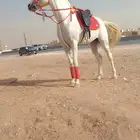 اجار خيول باليوم او ساعه داخل وخارج الرياض
