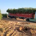 اشجار زيتون مثمر