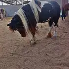 فرس البيع