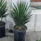 تنسيق_حدائق  صيانه_حدائق