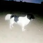 جازان الحقو