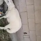 كبش بلدي شرطط