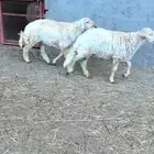 مشاريع فحول صنف شرط أساسها من حلال عويض بن بخيتان