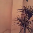 مرايا طويله اللون ابيض
