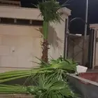 نخيل الشرقية