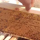 نحل بلدي أصيل وسلالات منتقاه