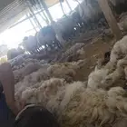 حلاق غنم نعيم جزاز صوف مكينه نعيمي جورجي سواكن ماعز روماني م