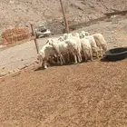 غنم حريه للبيع