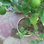 شتلات ليمون بن زهير